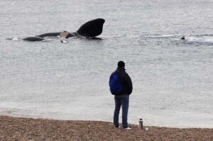 Doradillo – Avistaje de ballenas desde costa