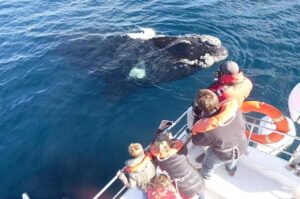Península + Avistaje De Ballenas Embarcado