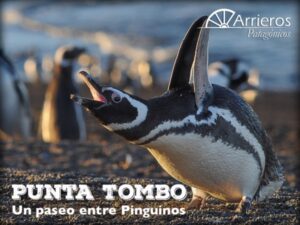 Punta Tombo, un paseo entre Pinguinos