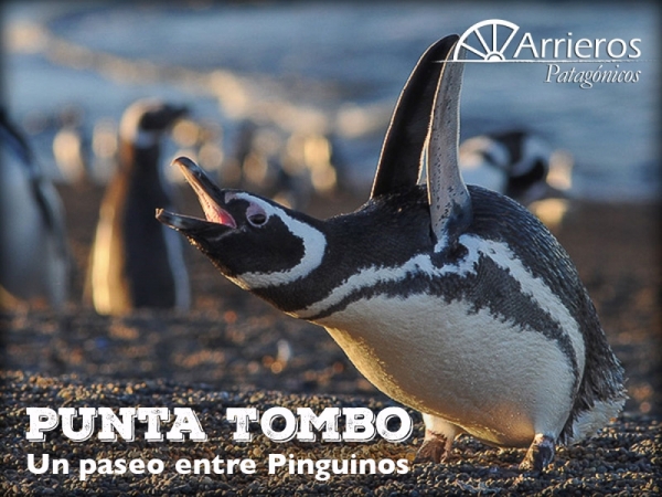 Arrieros Patagónicos!
